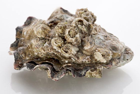 The Flea Gets Oysters