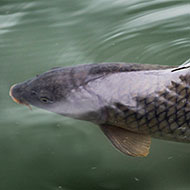 Asian carp: Invasive, yes, but are they delicious?