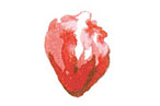 Pig's heart is only the beginning, people.