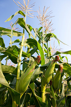 Objective voices or children of the GMO corn?