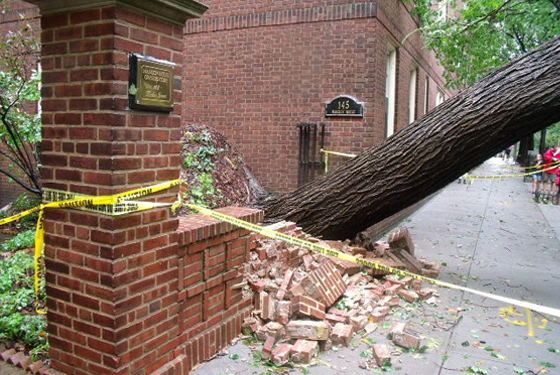 Irene Knocks Down Controversial 80 Year-Old Brooklyn Heights Elm Tree