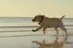 ‘Marley & Me’ Teaser Trailer Is Marketing Failure, Fuzzy-Wuzzy Success