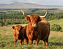 Scotland