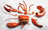 Lobster
