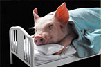 Swine Flu