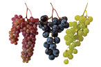A Whole Bunch of Grapes