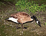 Geese