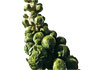 scallions