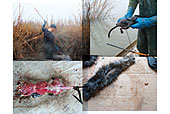 Fur Trapper