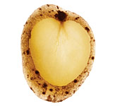 In Season