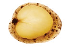 sunchokes