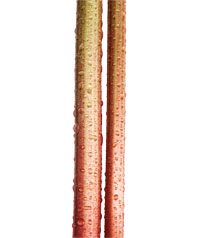 kesar mangoes
