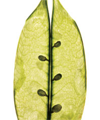 Spinach