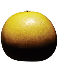Pomelo