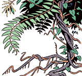 Vines
