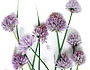 Chives