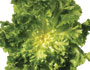 Escarole