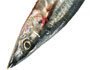 Saury
