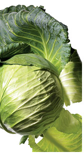 Cabbage