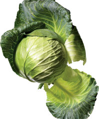 Cabbage