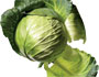 Cabbage