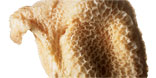 Tripe
