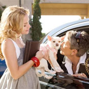Beverly Hills Chihuahua