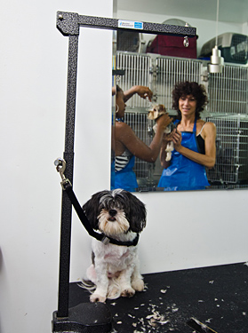 kiki's pet spa & boutique