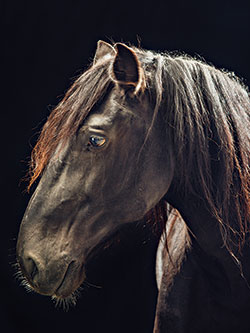 http://images.nymag.com/news/features/horses140127_1_250.jpg