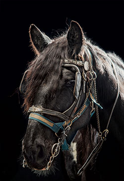 http://images.nymag.com/news/features/horses140127_2_250.jpg