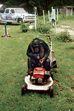 travis lawn mower chimp features starting
