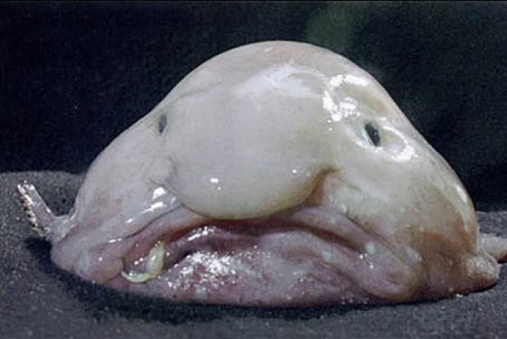 http://images.nymag.com/images/2/daily/2010/08/20100810_blobfish_560x375.jpg