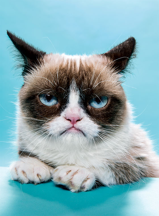 grumpy cat good night