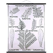 Desiron Botanical Print